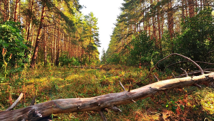 10 июня: пресс-конференция "Леса Самарской губернии: сохранить и преумножить"