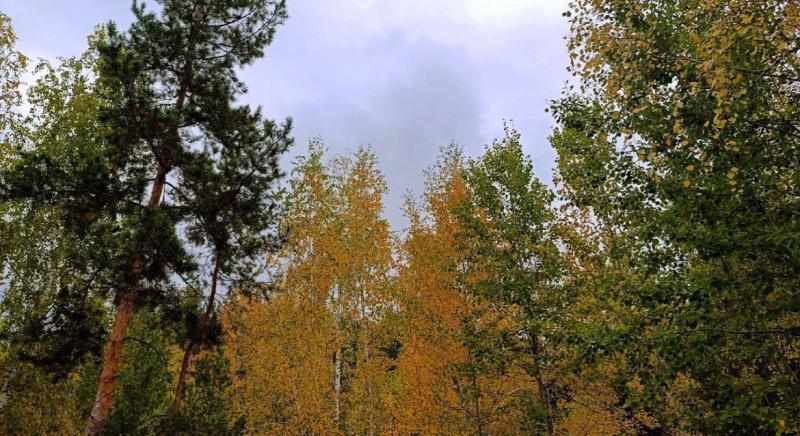 В российском заповеднике рассказали, как зимуют енотовидные собаки