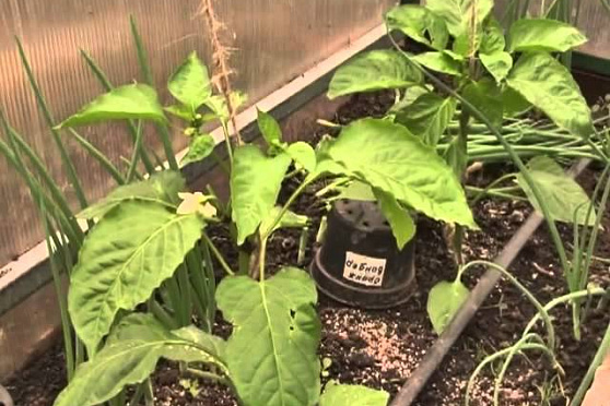 Дачные советы 03.05.2012