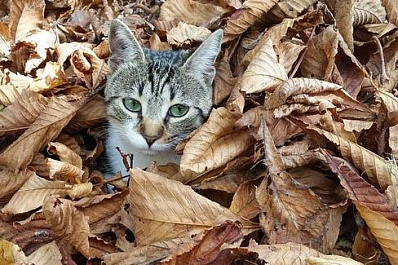 Рабочая неделя в Самарской области начнётся с заморозков