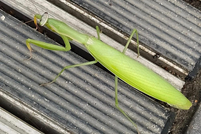 Самарские богомолы переехали в Тольятти