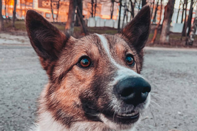 В Свердловской области собака помогла найти убийцу