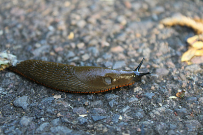 Сотрудник экзотариума Алексей Евсюнин рассказал об опасности крупных слизней