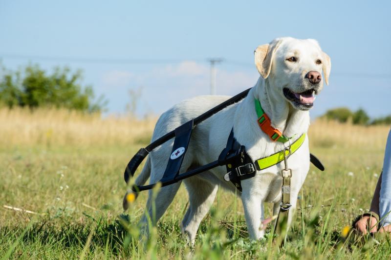 Самарцев с ОВЗ реабилитируют небом