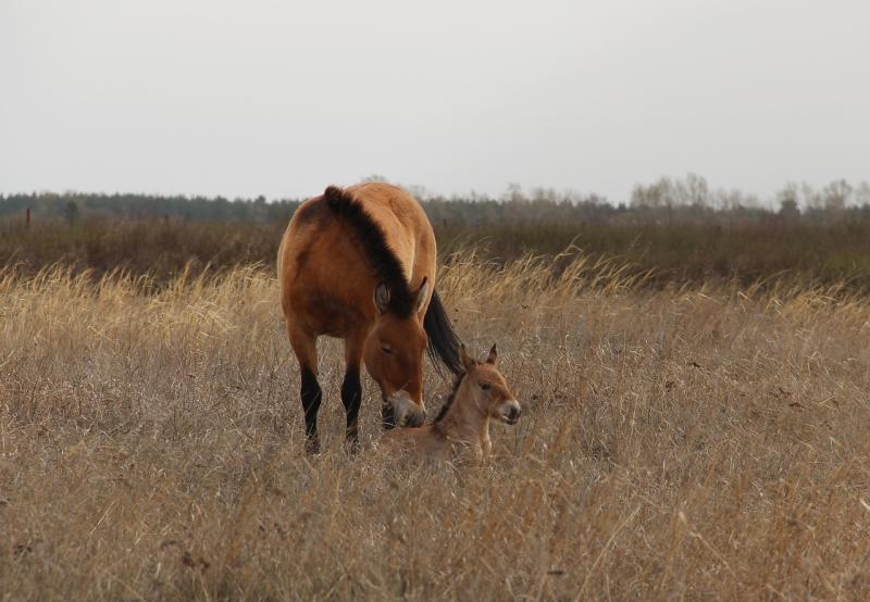 Под Самарой у лошадей Пржевальского родился жеребенок неизвестного пола