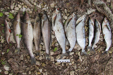 В Самарской области мужчина порыбачил на тюремный срок