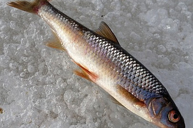 В соревнованиях по зимней рыбалке приняли участие более 30 клявлинцев