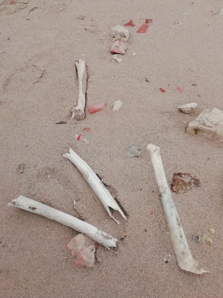 Житель Тольятти обнаружил на пляже человеческие кости