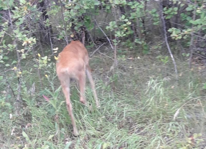 По улицам Самары вновь бегала косуля