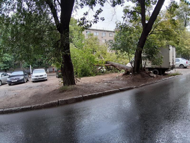 В Самаре дерево упало на стоянку автомобилей