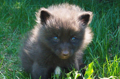 В самарском зоопарке родились лисята