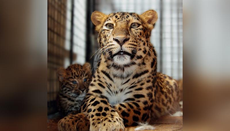Самарцам предлагают придумать имя для малышки-леопарда