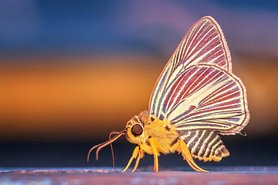 В Самарской области на Рождество к девушке в квартиру залетела бабочка
