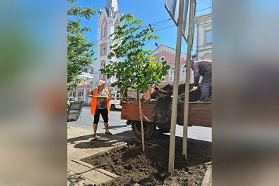 В Самаре высадили 21 каштан на улице Куйбышева