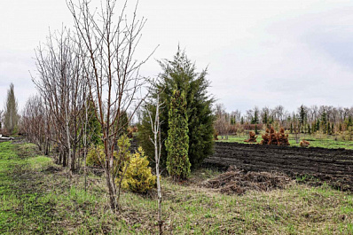 Самарские улицы украсят 100 вазонов с туями до конца мая 2022 года