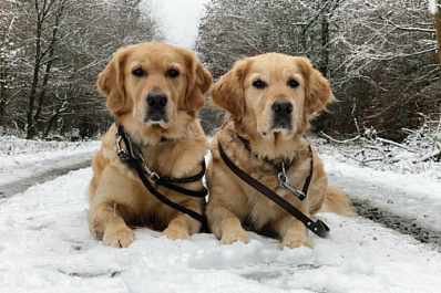 Спасение в четыре лапы: как готовят собак для поиска людей