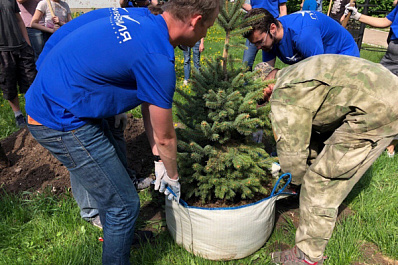 "Губерния" высадила в Тольятти голубые ели