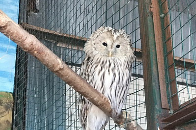 В Самаре отметили Всемирный день защиты животных