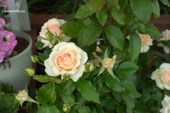 Подкармливаем розы. Дачные сезоны