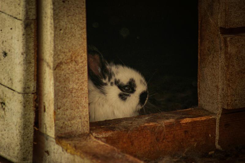 Засунул в мешок и скрылся: в Самарской области парень украл 16 кроликов