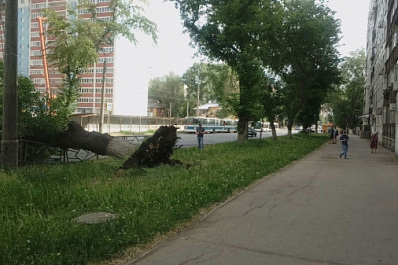 В Самаре упавшее дерево полностью перекрыло движение по проспекту Металлургов