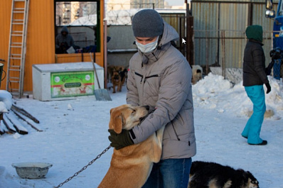 Более 100 самарских дворняг обретут новый дом