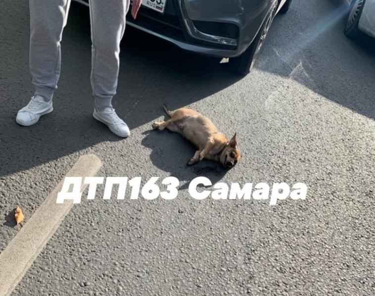 В Самаре на улице Мориса Тореза сбили пешехода с собачкой