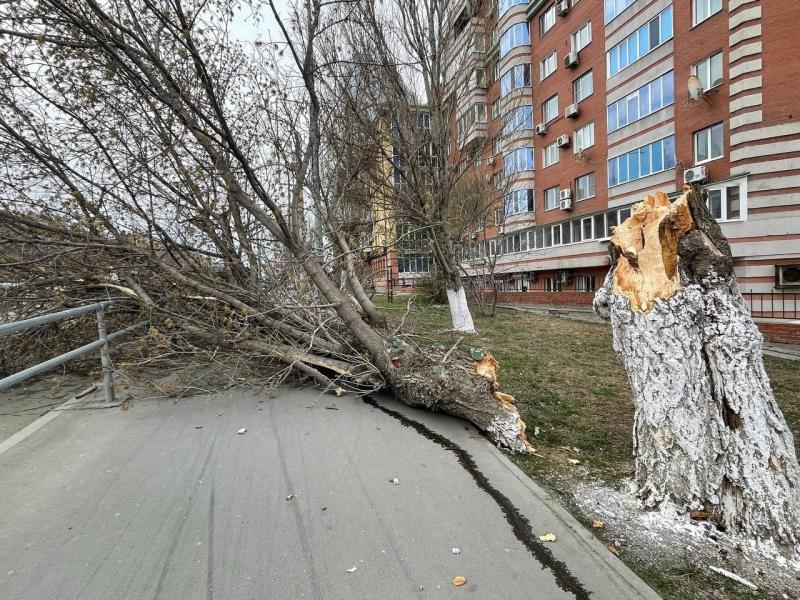 В Самарской области упавшее дерево порвало провода и выбило стекла балконов многоэтажки