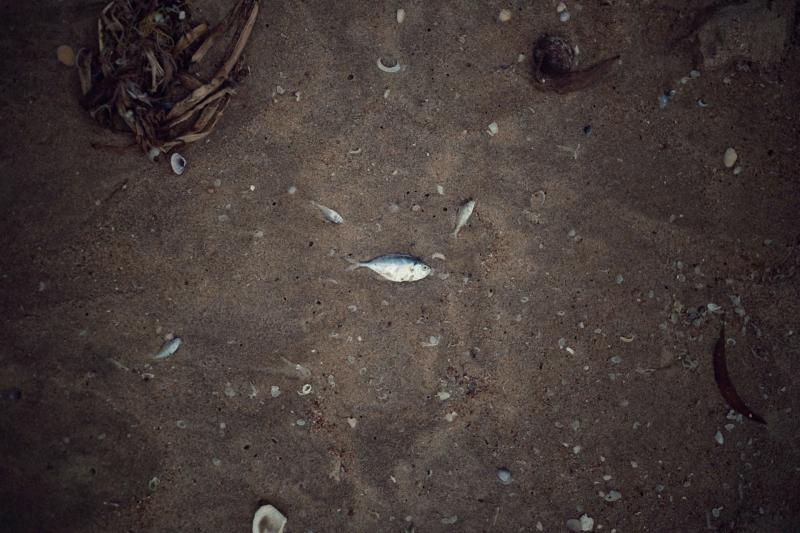 На реке Свинуха в Самарской области обнаружили массовую гибель рыбы