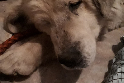 В Самарской области хозяева оставили собаку умирать на цепи