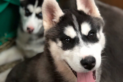 В Самаре прошла крупная выставка животных