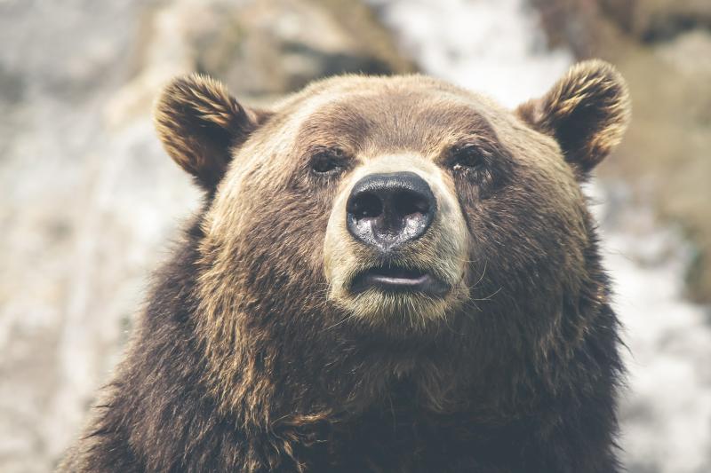 Под Новосибирском приговорённый к расстрелу медведь скрылся в тайге