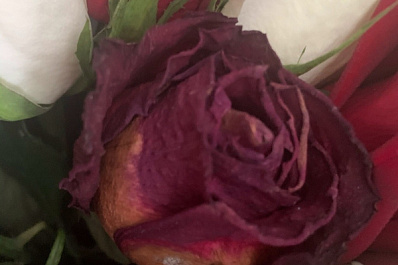 "Распустятся через неделю": самарцам пришёл букет из завядших роз