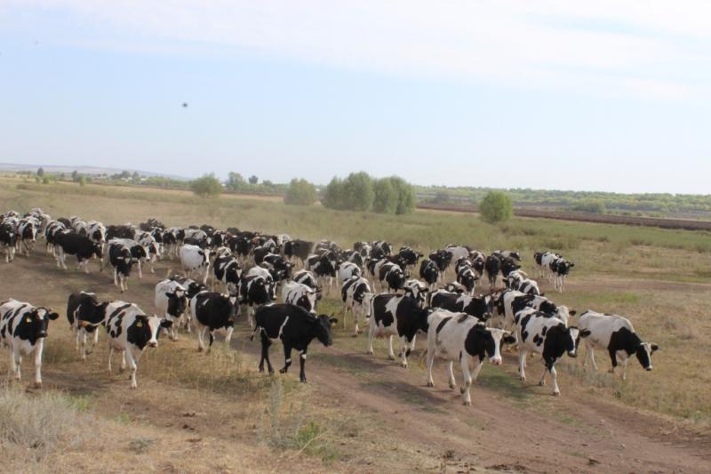 С расчетом на свои силы: как хозяйству из Похвистневского района удалось сдержать удар аномальной жары