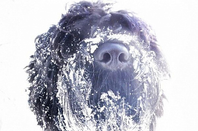 Щенка по кличке Ева, пропавшего в новогоднюю ночь, разыскивают в Самарской области 