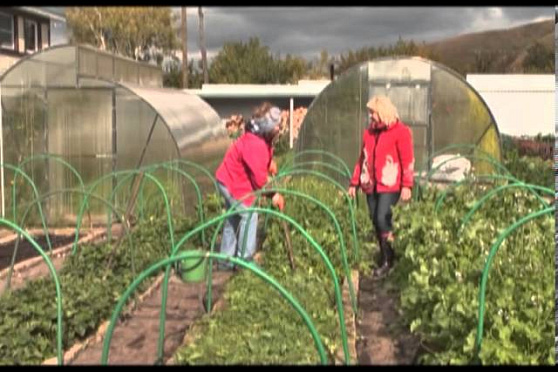 Дачные советы 03.10.2013 