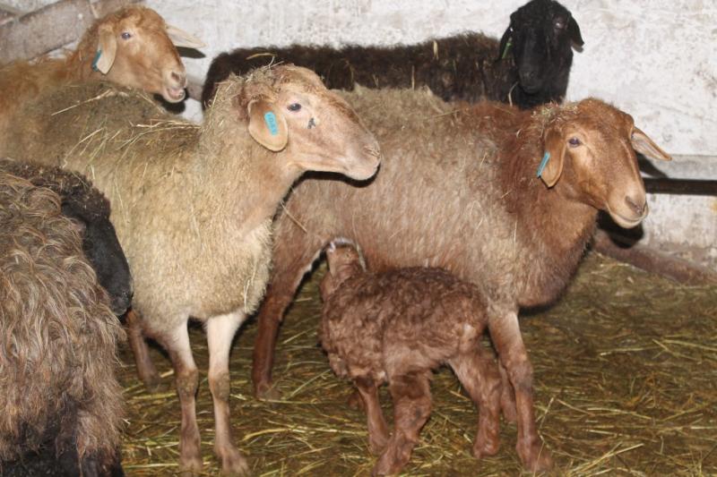 Мясо, шерсть и молоко: благодаря господдержке поголовье овец и коз в Самарской области увеличилось почти на 6 тыс.