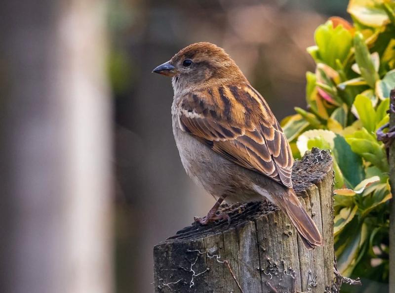 Россиянка спасла от гибели Джека Воробья