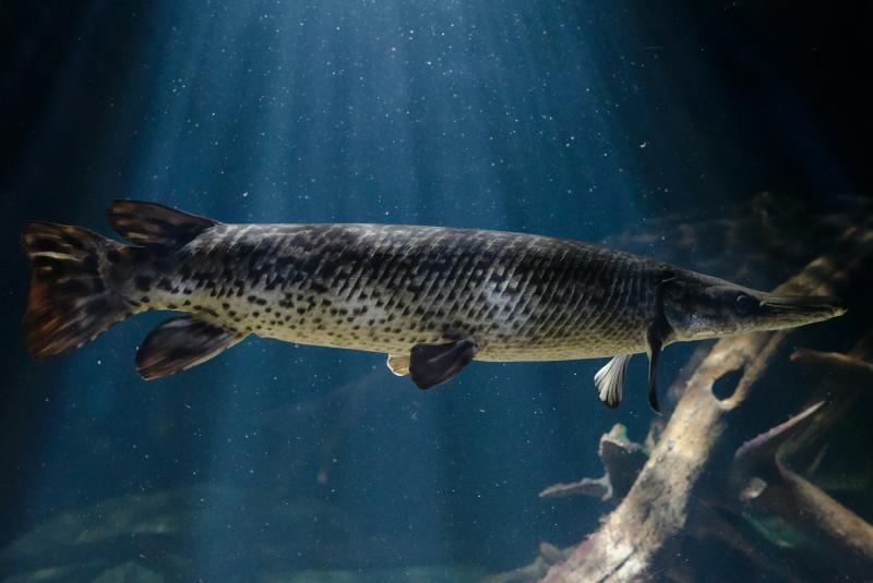 Мужчина поймал 8-килограммовую щуку