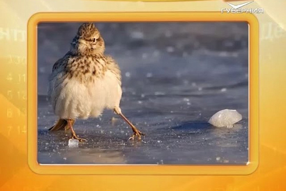 Календарь губернии 20.11.2016