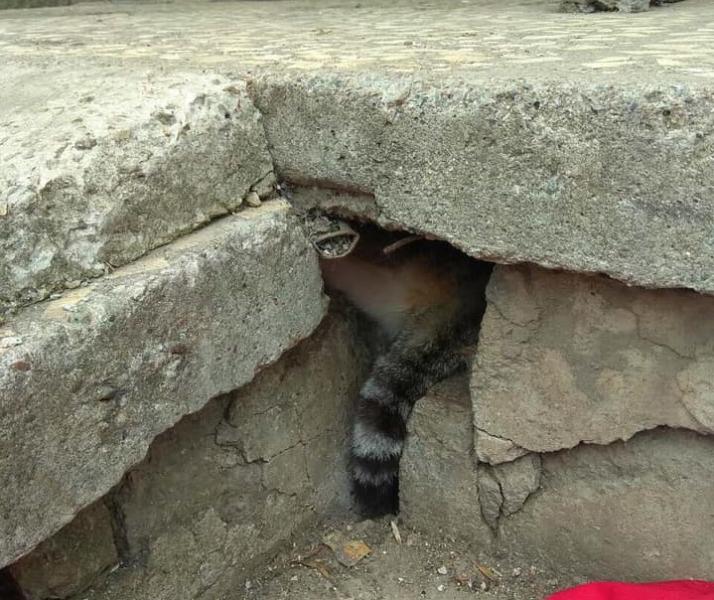 В Тольятти спасатели вызволяли застрявшего под бетонными плитами кота