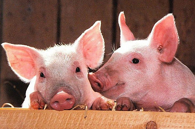 Россельхознадзор: свиньи в Самарской области реабилитированы