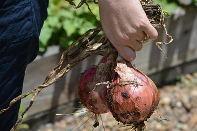 "Выращивать овощи можем и будем": самарский агроэксперт - о санкциях
