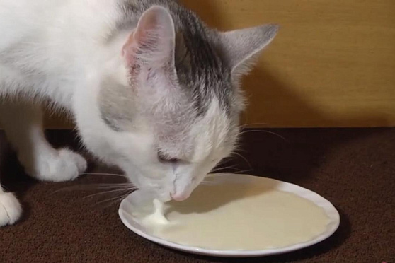 Сливки. Сохраняйте чек