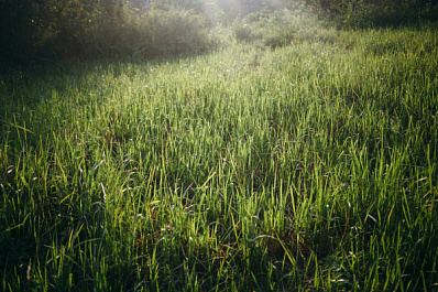 На улицах Самары начался сезонный покос травы