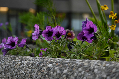 Около амбулатории в Балашейке высадили цветы и установили скамейки
