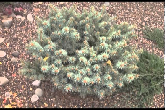 Дачные советы 17.10.2013 