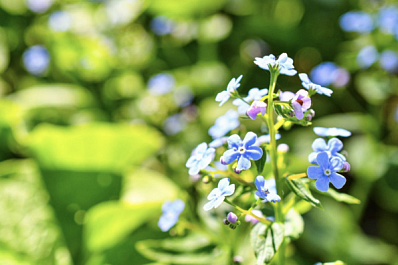 Ландыш и красавка: Роспотребнадзор напомнил об опасных ядовитых растениях