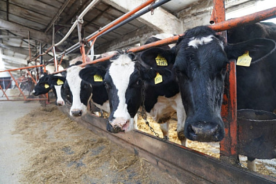 Наука на службе аграриев: в Самарской области запущена новая система поддержки сельхозпредприятий с помощью научных проектов