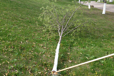 В Самаре вандалы сломали под корень рябину в Струковском саду